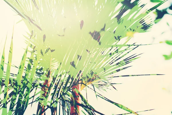 Palm Bomen Jungle Blue Sky Toned Shabby Effect Natuur Landschap — Stockfoto