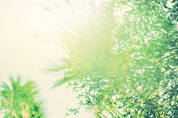Tropikal ağaçların güneş ışığı doğa arka plan bahar Pastel Vintage Renk tonlu
