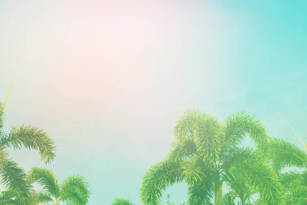 Palm Дерев Джунглі Синє Небо Тоноване Пошарпаний Ефект Природи Краєвид — стокове фото