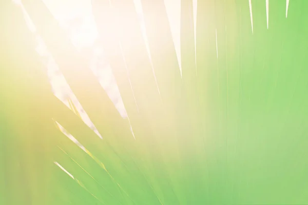 サンシャイン効果ヤシの木ジャングル青空トーンぼろぼろ自然風景熱帯背景休日旅行デザイン ビュー — ストック写真