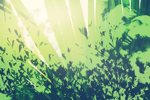 Palm Bomen Jungle Blue Sky Toned Shabby Effect Natuur Landschap — Stockfoto