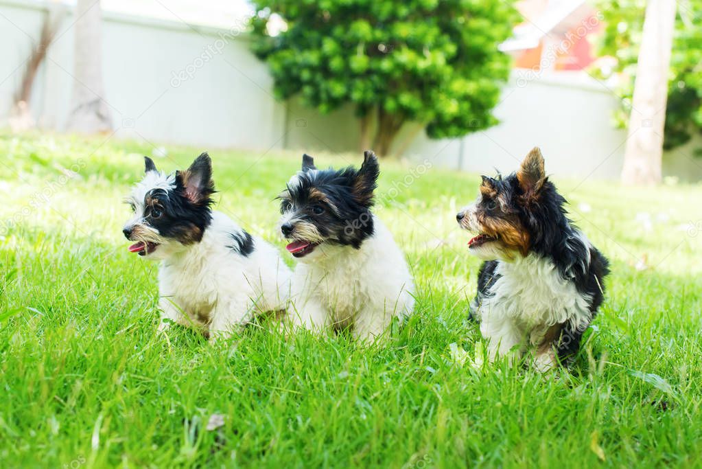Group puppy purebred black-and-white Biewer Yorkshire terrier pet sunny day grass meadow. Small size breed of dog with long wool. Latin name Canis lupus familiaris. Origin Germany. Decorative doggie