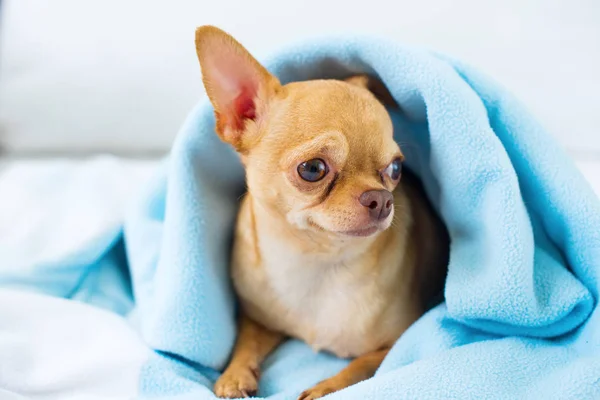 Симпатичный Чихуахуа Собачка Сидит Диван Покрытый Голубым Одеялом Маленькая Собака — стоковое фото