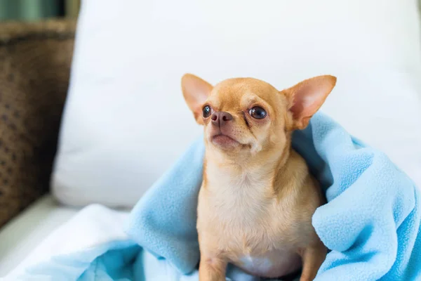 Cute Chihuahua Doggy Sitting Sofa Small Dog Waiting Walking Breed — Stock Photo, Image