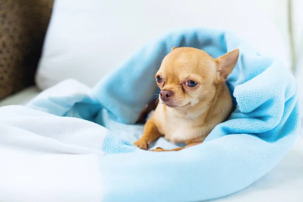 Cute Chihuahua Doggy Sitting Sofa Small Dog Waiting Walking Breed — Stock Photo, Image