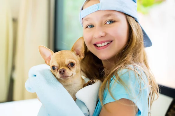 Portret Adolescenta Fata Joc Mic Chihuahua Câine Acasă — Fotografie, imagine de stoc