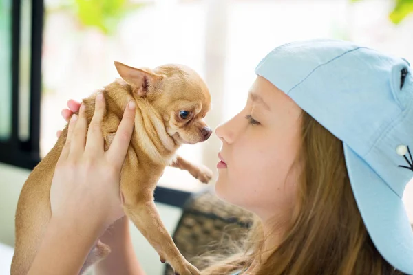 Portrait Teenager Girl Playing Small Chihuahua Dog Home Friendly Mini — Stock Photo, Image