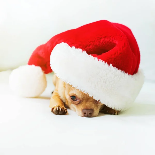 Dulce Chihuahua Perro Rojo Sombrero Navidad Sofá Blanco Estilo Vintage —  Fotos de Stock