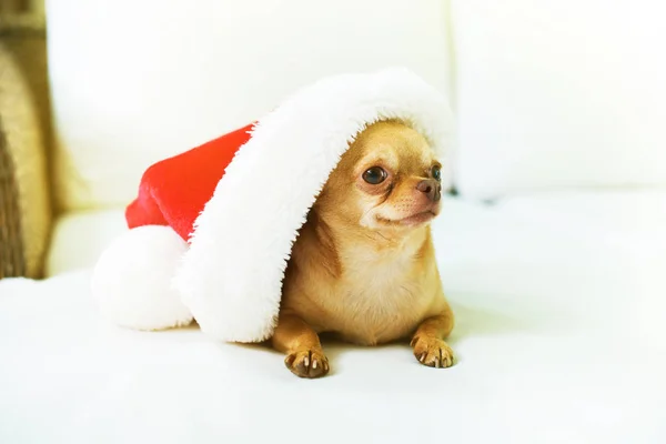 Cute dog funny chihuahua wearing santa hat sitting sofa Smart small doggy posing at camera