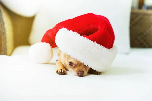 Cute dog funny chihuahua wearing santa hat sitting sofa Smart small doggy posing at camera