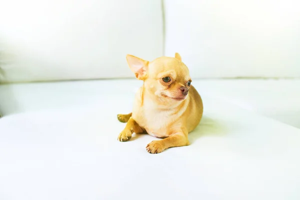 Cute Puppy Chihuahua Sitting Sofa Living Room Funny Breed Mini — Stock Photo, Image