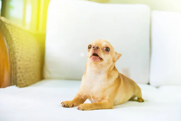 Симпатичный Щенок Чихуахуа Сидя Диван Гостиная Смешная Порода Мини Собака — стоковое фото