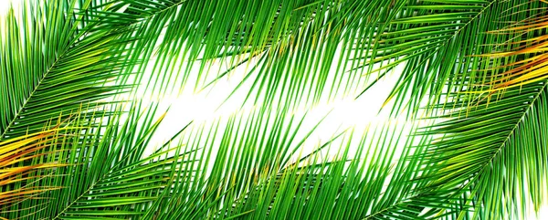 热带棕榈树叶孤立的白色背景平躺顶部视图复制空间长横幅标本馆 — 图库照片