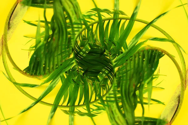 Varianty Tropické Kadeře Palm Listy Žluté Pozadí Nápis Byt Laický — Stock fotografie