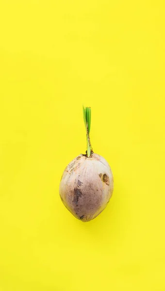 코코넛 수직의 경제에 노란색 제품에 두꺼운 러스트 셸에서 코코스 Nucifera — 스톡 사진