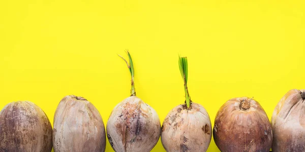 Satır Sprouted Kahverengi Hindistan Cevizi Veya Cocos Nucifera Fındık Sert — Stok fotoğraf