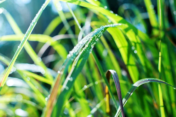 Fundo com orvalho cai na grama verde no início — Fotografia de Stock