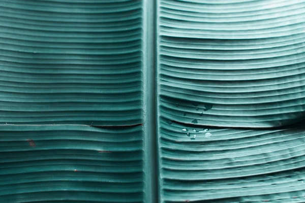 Turquoise tropical palm leaf organic life material — Stock Photo, Image