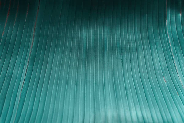 Turquoise tropical palm leaf. Background as live