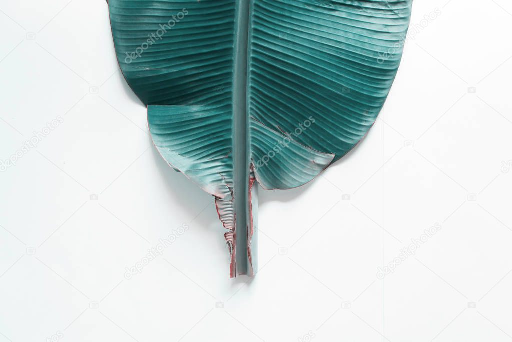 Turquoise tropical palm leaf on white background