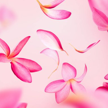 Uçan pembe frangipani veya plumeria çiçek yaprakları