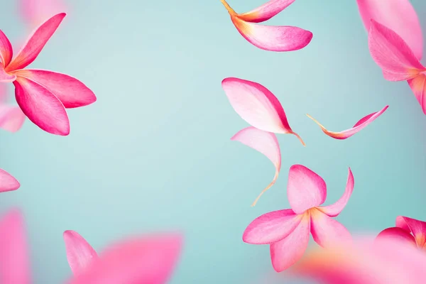 Pétalas de flores cor-de-rosa frangipani ou plumeria — Fotografia de Stock