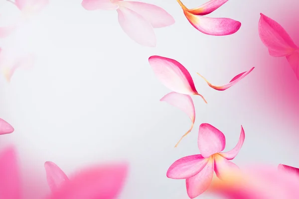 Pétalas de flores cor-de-rosa frangipani ou plumeria — Fotografia de Stock