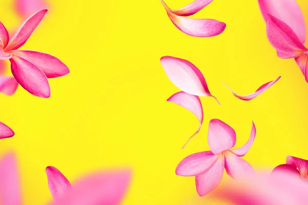 Roze frangipani of plumeria bloemblaadjes vliegen — Stockfoto