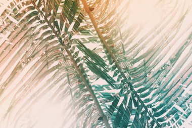 Yaprak yeşil Hindistan cevizi hurma ağacı sabah güneş ışığı