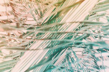 Doğal geometrik dekor sanat palmiye desen tonda