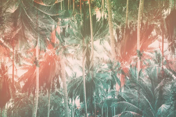 Φυσικό μοτίβο με τροπικούς φοίνικες δέντρα ζούγκλα — Φωτογραφία Αρχείου