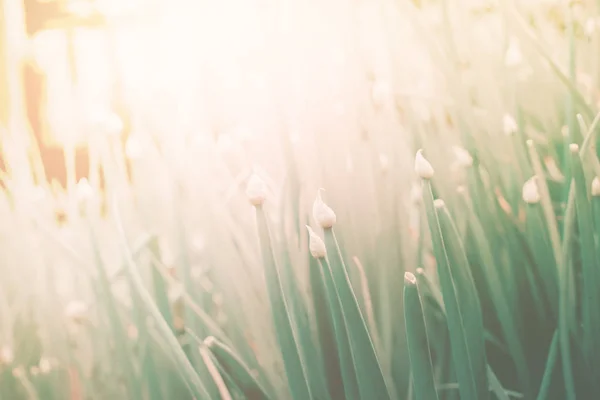 Groep groen voorjaar bollen van uien op bed natuur — Stockfoto