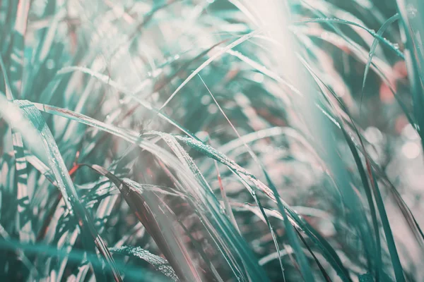 Morning light falls through palm leaf. Exotic tropical — Stock Photo, Image