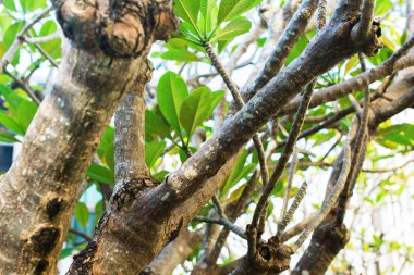 Plumeria ağacının yaprakları. Bahar arka plan. Yaz