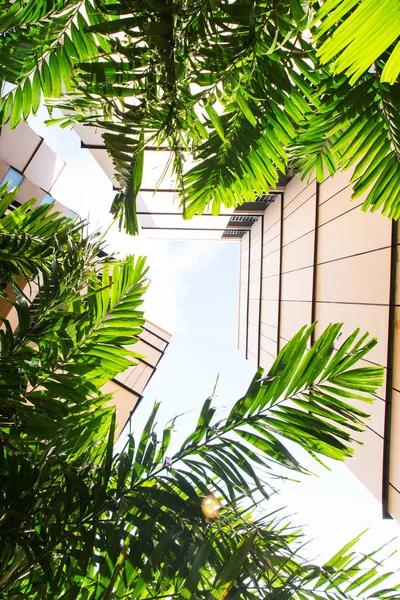 Urban architecture combine with green palm View up