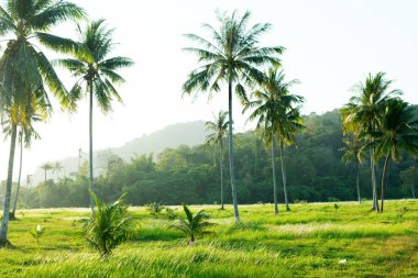 Vahşi tropikal Asya palm woods Dağları ile