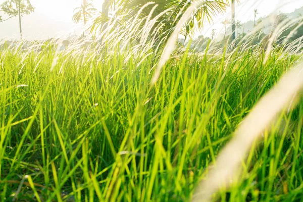 Landskap Visa gröna träd palmer Thailand ö — Stockfoto