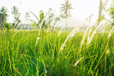 manzara görünümü yeşil ağaç palms Tayland Adası