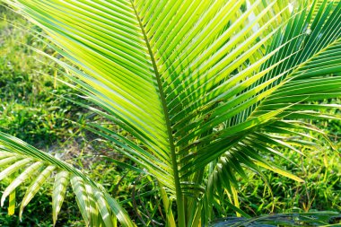 Yaprakları güneşi ile Hindistan cevizi hurma ağacının yaprakları