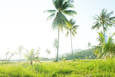 Palmiye ağaçları vahşi doğada tropikal sabah ışık