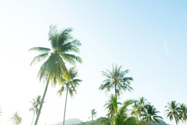 Tropikal arka plan palmiye ağaçları sabah güneş ışığı