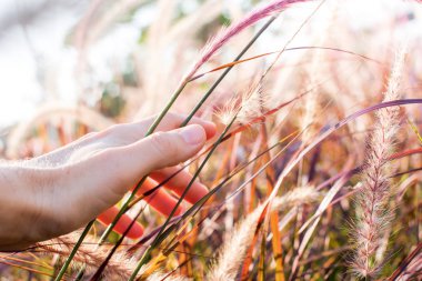 Palm touch doğa. Sabah yaz boyunca ışık