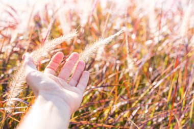 El dokunmak doğa sabah nazik çimen ışık