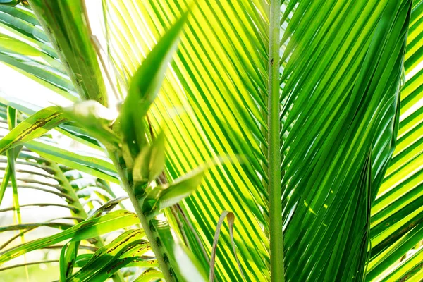 Hojas de palmera de coco con sol a través de hojas —  Fotos de Stock