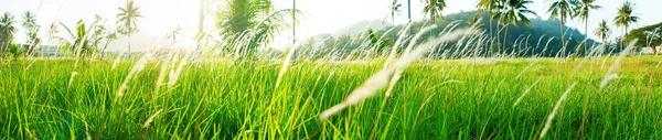 Panorama landscape view green tree palms Thailand — Stock Photo, Image