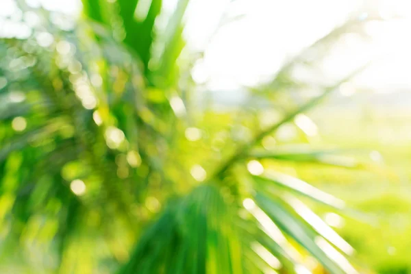 Foglie di palma da cocco con sole attraverso foglie — Foto Stock