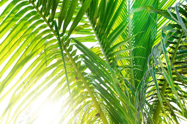 Hojas de palmera de coco con sol a través de hojas —  Fotos de Stock