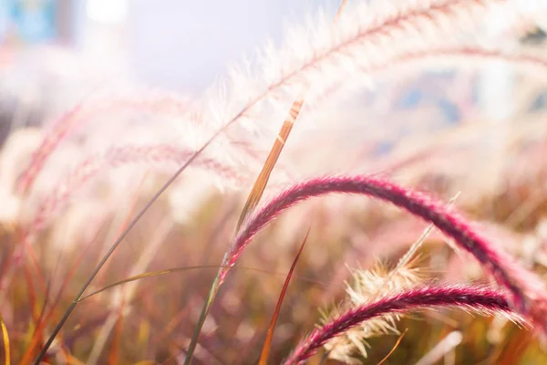 Luz através de bokeh grama de verão Fundo natural — Fotografia de Stock