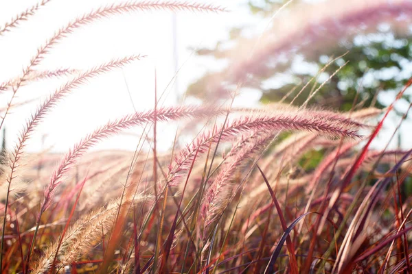 Luz através de bokeh grama de verão Fundo natural — Fotografia de Stock