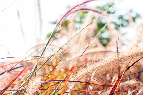 Luz através de bokeh grama de verão Fundo natural — Fotografia de Stock